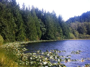 Blinkhorn Lake in Metchosin, BC. Photograph by Adam Ungstad. Blinkhorn Lake in Metchosin, BC. Photograph by Adam Ungstad.