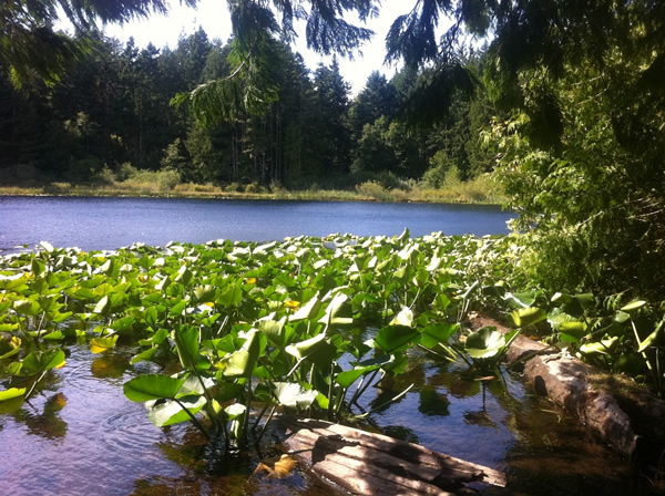 Blinkhorn Lake in Metchosin, BC. Photograph by Adam Ungstad. Blinkhorn Lake in Metchosin, BC. Photograph by Adam Ungstad.