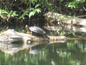 Western Painted Turtle at Durrance Lake in Saanich, Victoria BC. Photograph by Carly Macoun.