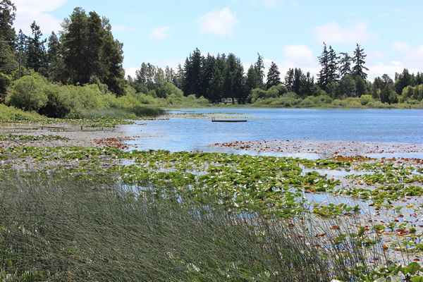 Florence Lake in Langford near Victoria, BC. Florence Lake in Langford near Victoria, BC.