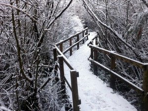 Trail around Swan Lake in the Snow. Victoria, BC. Trail around Swan Lake in the Snow. Victoria, BC.