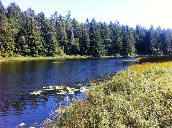 Grass Lake in Sooke, BC. Photograph by Adam Ungstad. Grass Lake in Sooke, BC. Photograph by Adam Ungstad.