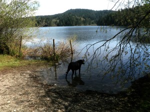 Access to Kemp Lake from Chubb Road. Access to Kemp Lake from Chubb Road.