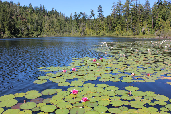 Pink lily pads at Crabapple Lake in Sooke. Photograph by Adam Ungstad.